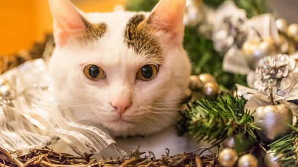 Free white cat with green and black eyes and pink nose hd cat wallpaper download