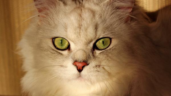 Free white cat with green eyes 4k hd cat wallpaper download