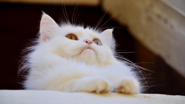 Free white cat with pink nose hd cat wallpaper download