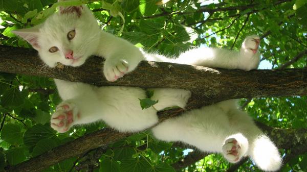 Free white cat with pink nose is lying on a branch of tree hd cat wallpaper download