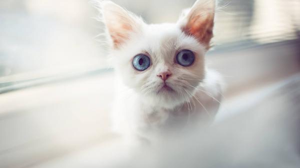 Free white cat with staring blue eyes in white blur background hd kitten wallpaper download