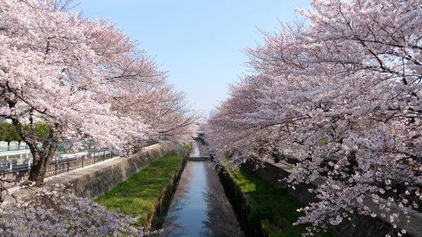 Free white cherry trees seasonal between river 4k hd flowers wallpaper download
