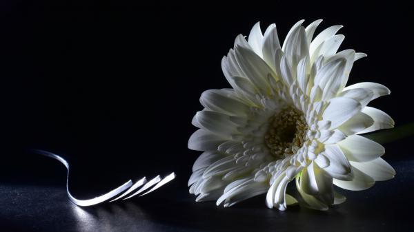 Free white chrysanthemum flower with fork on floor in black background 4k 5k hd flowers wallpaper download