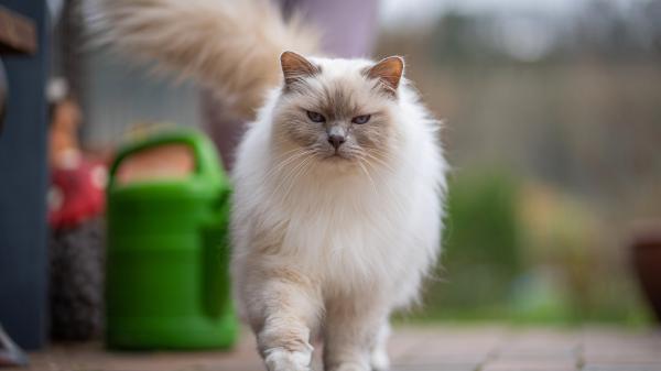 Free white chubby cat is walking on pavement 4k 5k hd cat wallpaper download