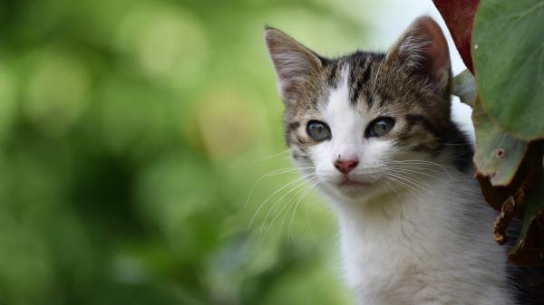 Free white cute cat is standing near tree in green blur background 4k hd animals wallpaper download