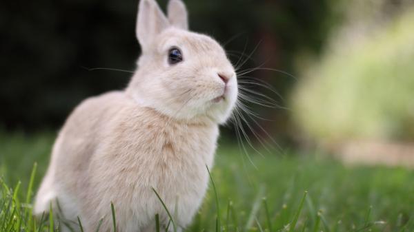 Free white cute rabbit in greenfield hd animals wallpaper download