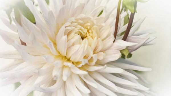 Free white dahlia closeup photo hd flowers wallpaper download