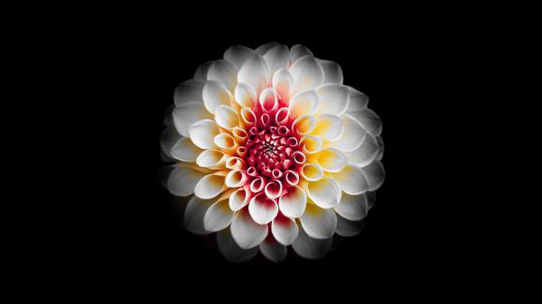 Free white dahlia flower 5k wallpaper download