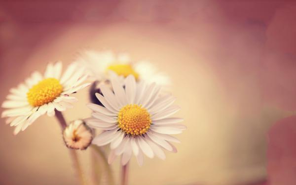 Free white daisies wallpaper download