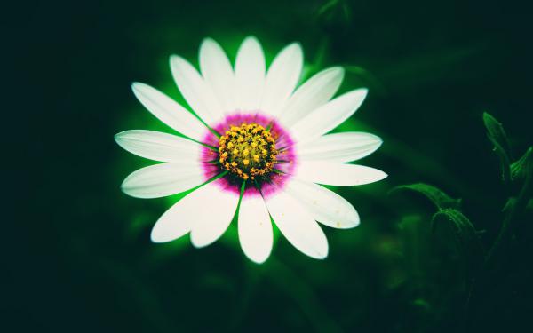 Free white daisy flower 4k wallpaper download