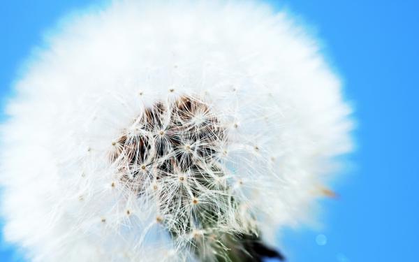 Free white dandelion wallpaper download