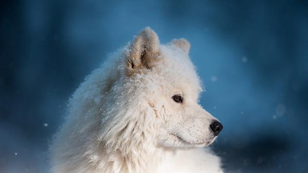 Free white dog in blue background hd animals wallpaper download