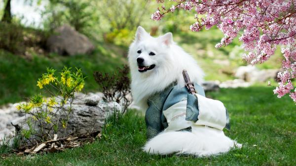 Free white dog is sitting on grass in blur garden background 4k hd dog wallpaper download