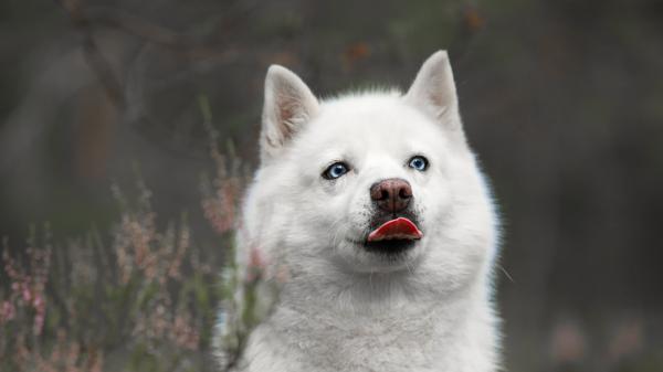 Free white dog with tongue out in blur background hd dog wallpaper download