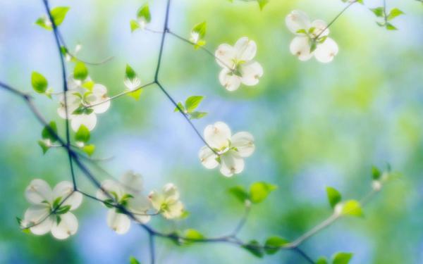 Free white dogwood blossoms wallpaper download