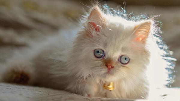 Free white eyes white cat is having golden bell in neck hd kitten wallpaper download