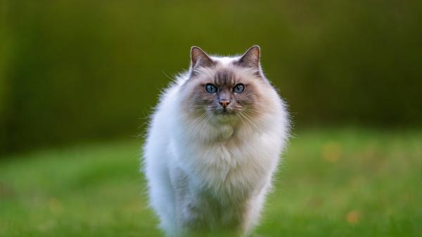 Free white face brown blue eyes cat in green blur background hd cat wallpaper download