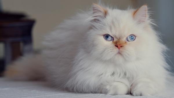 Free white fluffy persian cat hd kitten wallpaper download