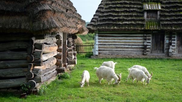 Free white goats with horn on grass are eating small plants hd animals wallpaper download