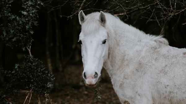 Free white horse 4k 8k hd animals wallpaper download