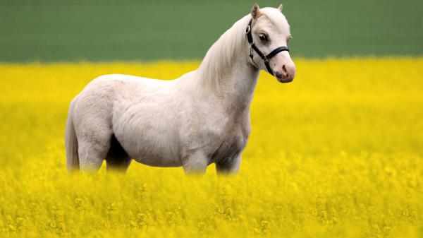 Free white horse is standing on yellow rapeseed field in blur background hd animals wallpaper download