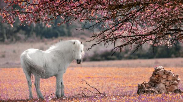 Free white horse is standing under a tree 4k 5k hd animals wallpaper download