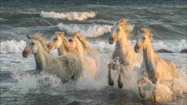 Free white horses are running on beach hd animals wallpaper download