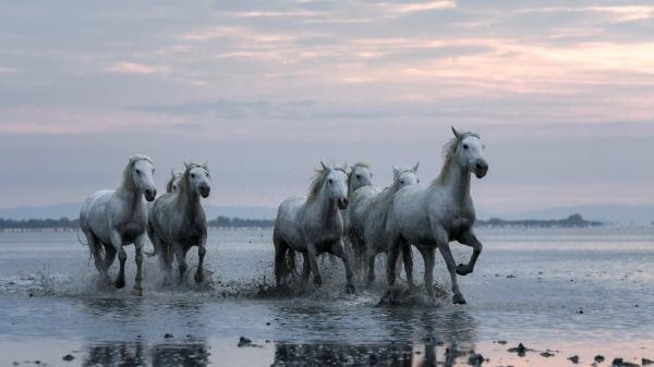 Free white horses are running on water with cloudy sky background hd animals wallpaper download