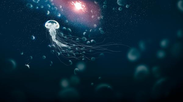 Free white jelly fish under deep sea hd animals wallpaper download