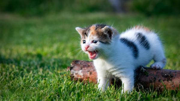 Free white kitten with black and brown is on the grass field 4k hd kitten wallpaper download