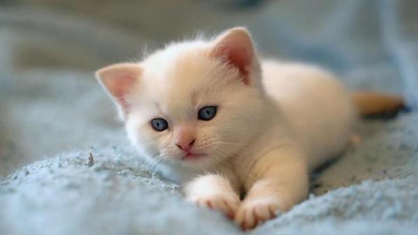 Free white kitten with gray eyes hd kitten wallpaper download