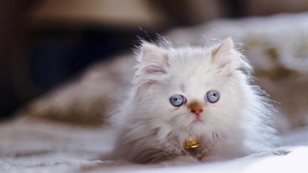 Free white kitten with gray eyes in blur background hd kitten wallpaper download