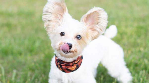 Free white long coat small puppy with black and red scarf on green grass field during daytime hd animals wallpaper download