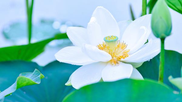 Free white lotus petal with bud 4k hd flowers wallpaper download