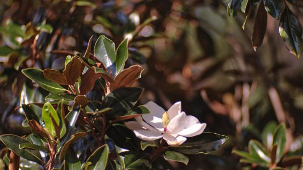 Free white magnolia in tree branch leaves hd magnolia wallpaper download