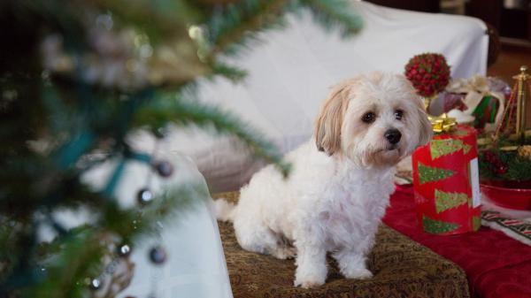 Free white maltese pet puppy is sitting on couch with shallow view of christmas tree on side hd animals wallpaper download