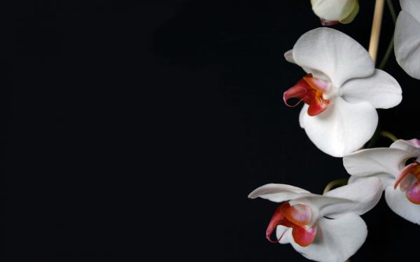 Free white orchid wallpaper download