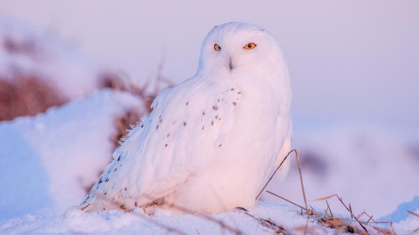 Free white owl with yellow eyes is sitting on snow in white background 4k hd birds wallpaper download