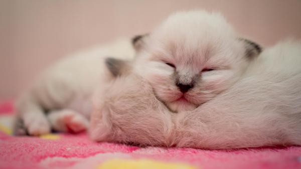 Free white pet kittens hd animals wallpaper download