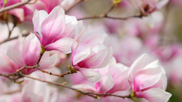 Free white pink magnolia blossom flowers in blur background hd magnolia wallpaper download