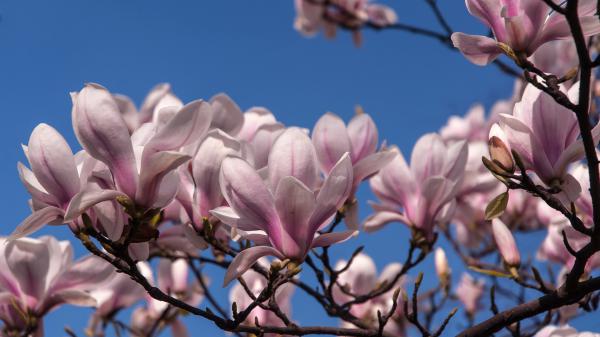 Free white pink magnolia blossom flowers under blue sky hd magnolia wallpaper download