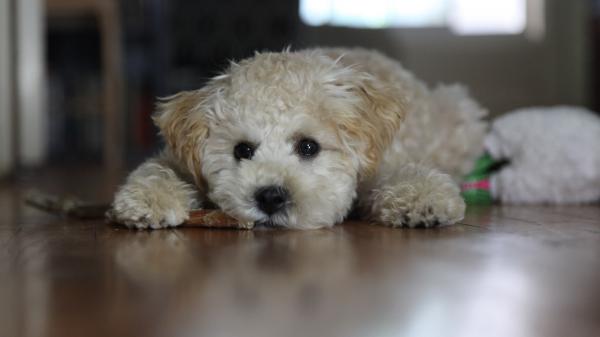 Free white poodle puppy is lying down on floor in blur background hd animals wallpaper download