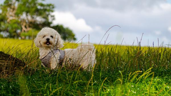 Free white poodle puppy on green grass field during daytime hd animals wallpaper download