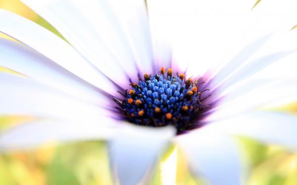 Free white purple flower wallpaper download