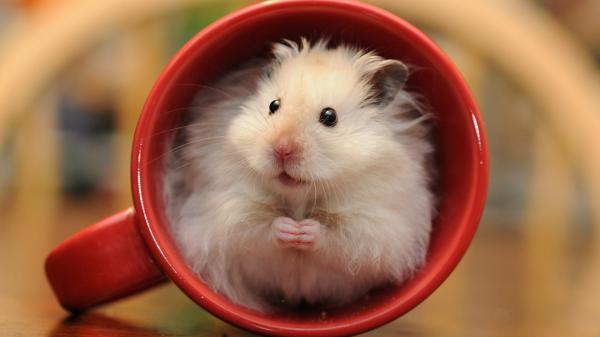 Free white rat in red cup hd rat wallpaper download