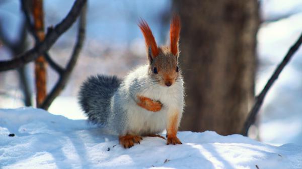 Free white red squirrel on snow hd animals wallpaper download