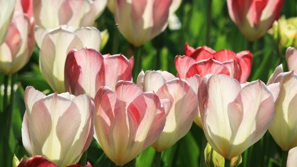 Free white red tulip flowers hd flowers wallpaper download