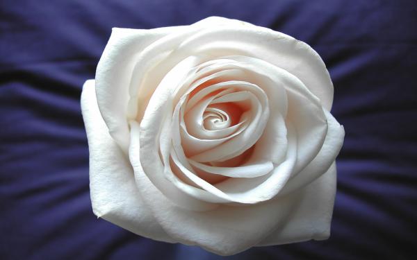 Free white rose widescreen wallpaper download