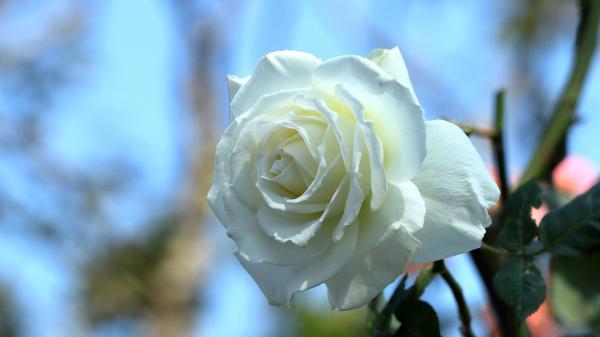 Free white rose with leaves hd flowers wallpaper download