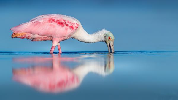 Free white roseate spoonbill bird in body of water with shadow during daytime hd animals wallpaper download